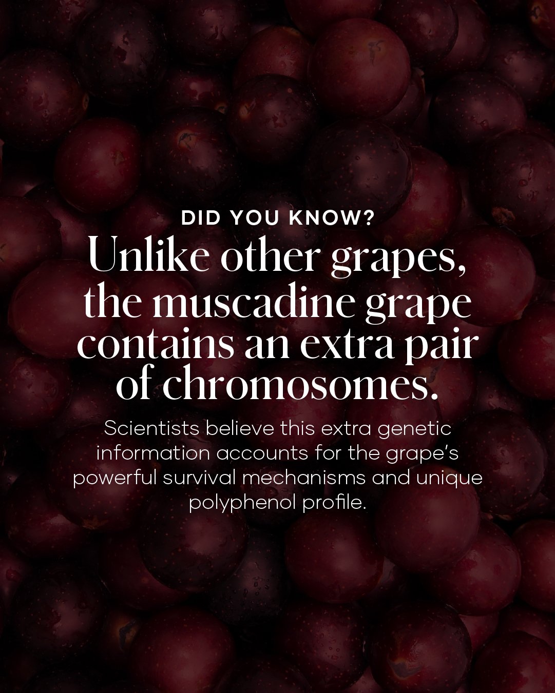 shaklee vivix - Shaklee Products Australia shaklee vivix