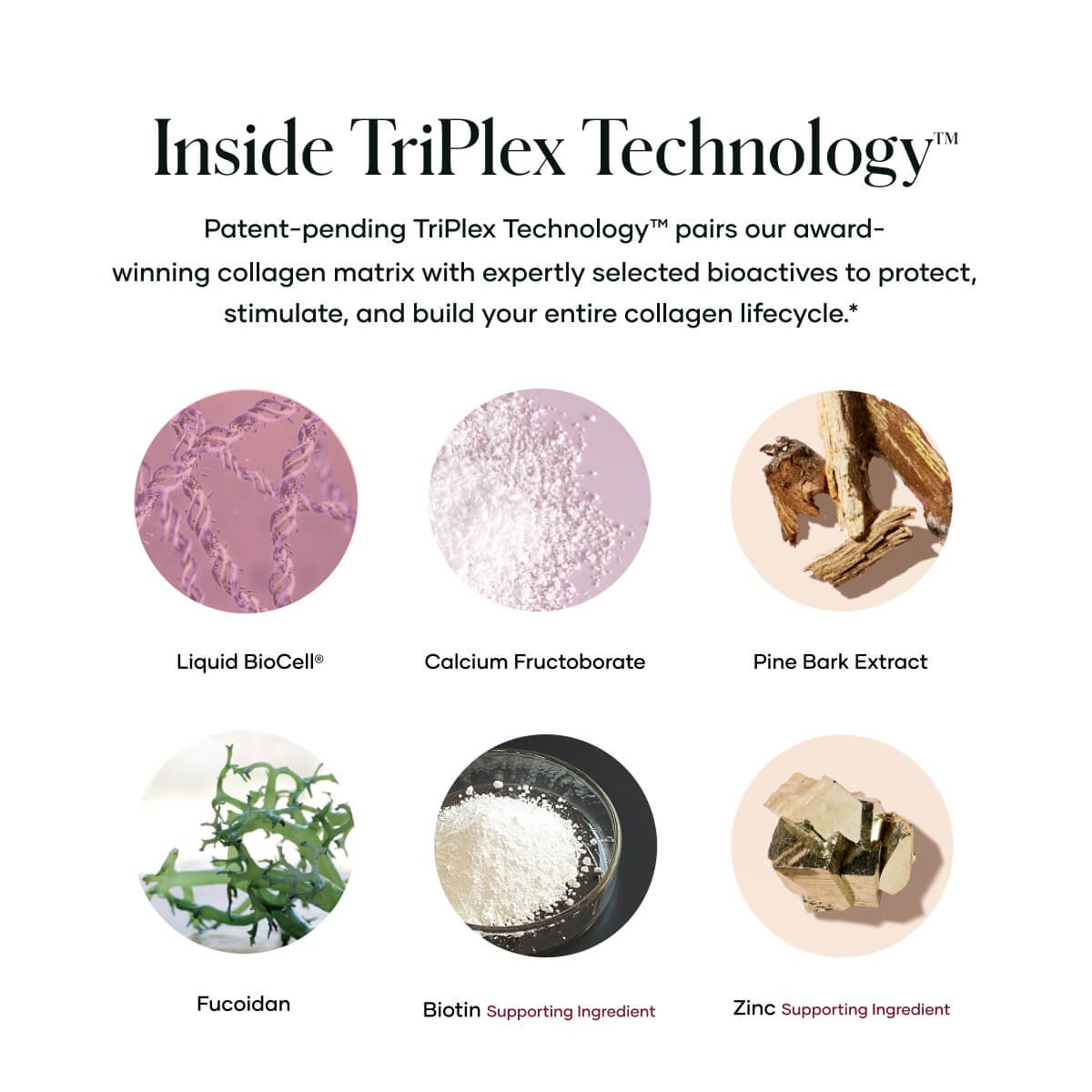 Liquid BioCell Collagen LIFE+ Buy purchase - Shop Shaklee Australia Infographic of TriPlex Technology ingredients: Liquid BioCell, Calcium Fructoborate, Pine Bark Extract, Fucoidan, Biotin, and Zinc with circular image icons.